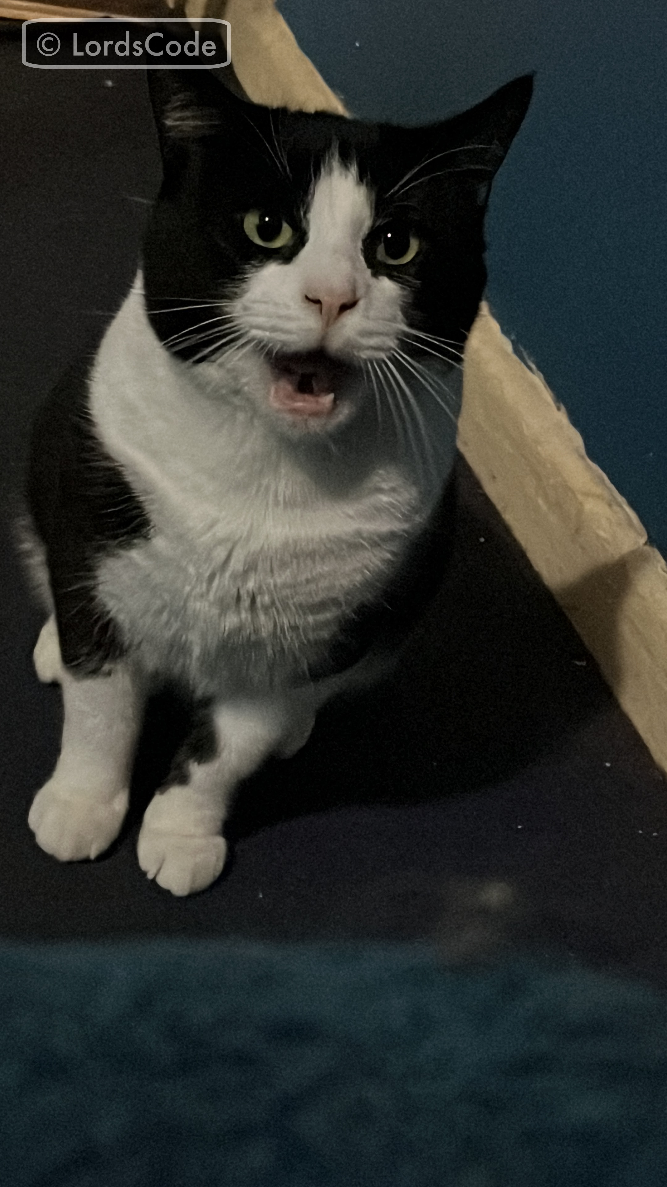 Tucker Yawn.jpeg